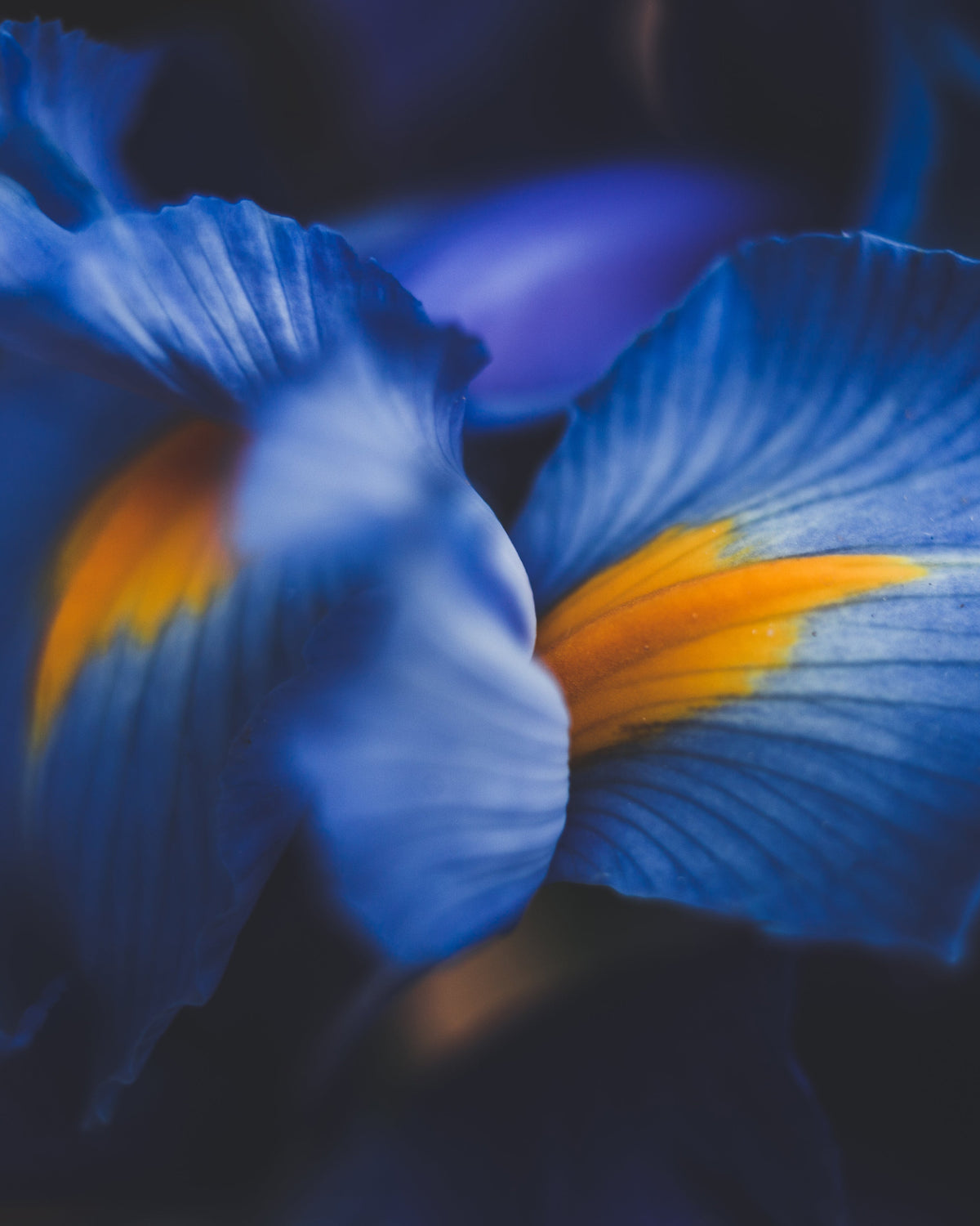 Iris