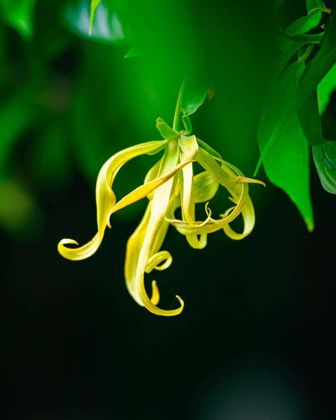 Ylang-Ylang