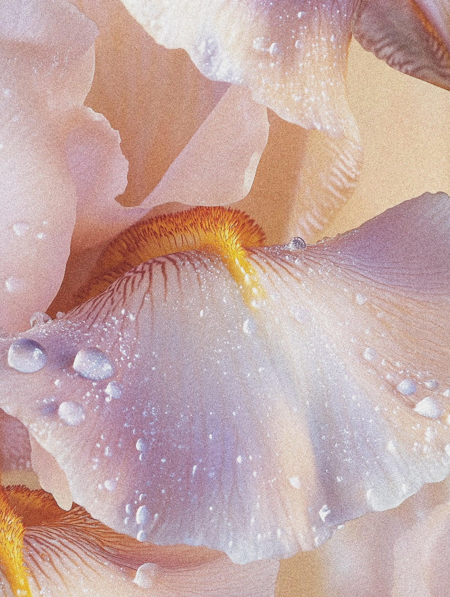 Iris Fragrances