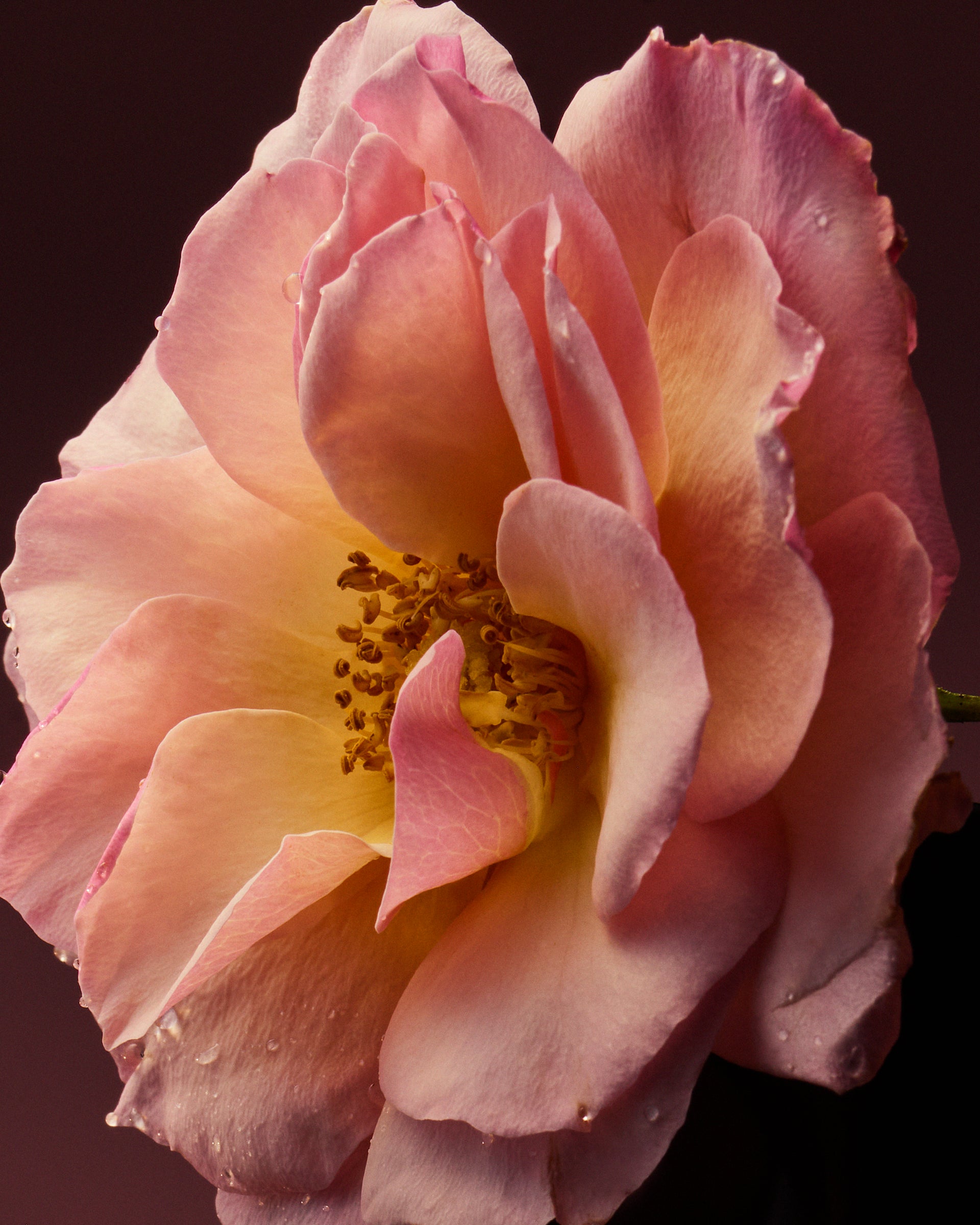 DUO DE ROSE