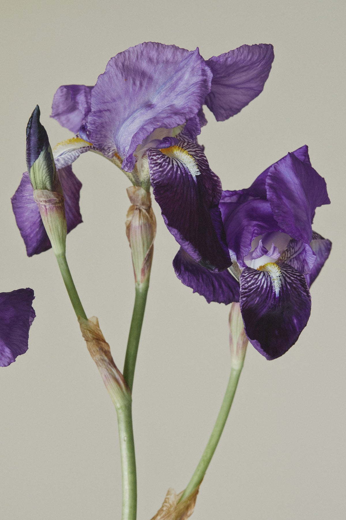 Iris