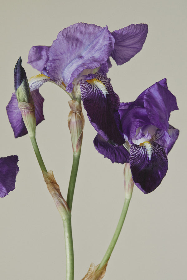 Iris