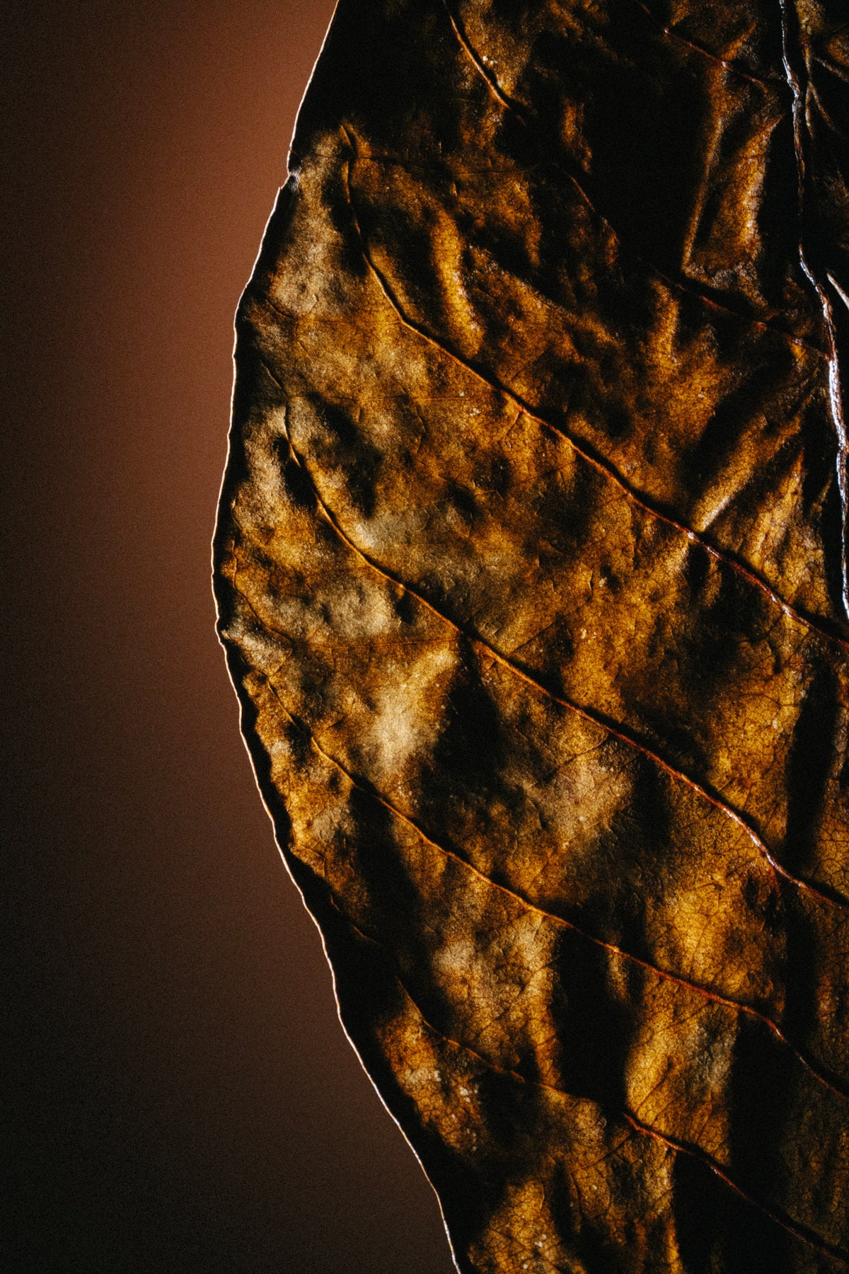 Balkan Tobacco