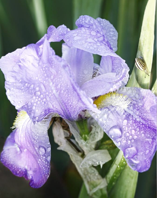 IRIS
