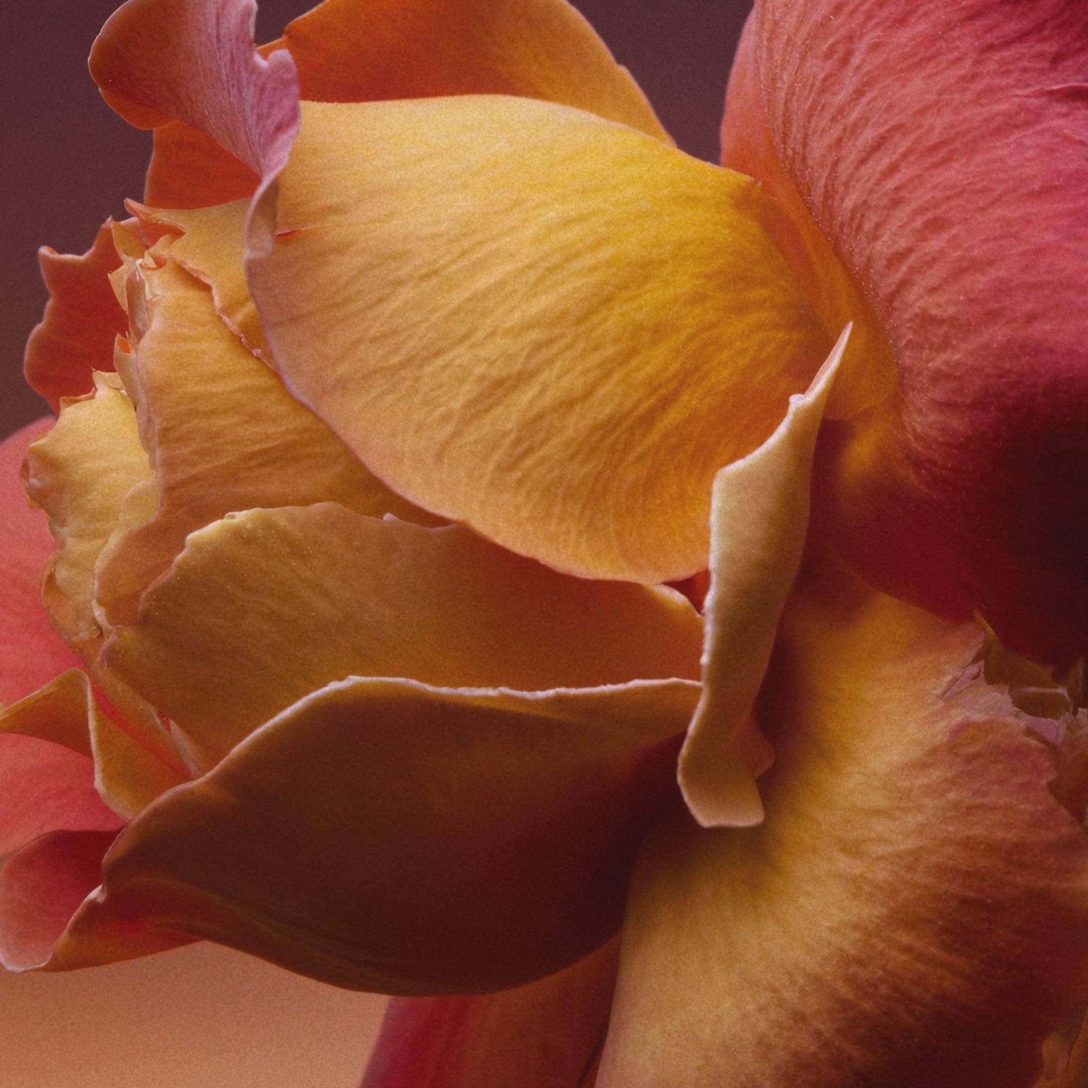 Rose Blaze Extrait de Parfum | Unisex Floral Fragrance – Maison D