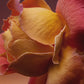 Rose Blaze